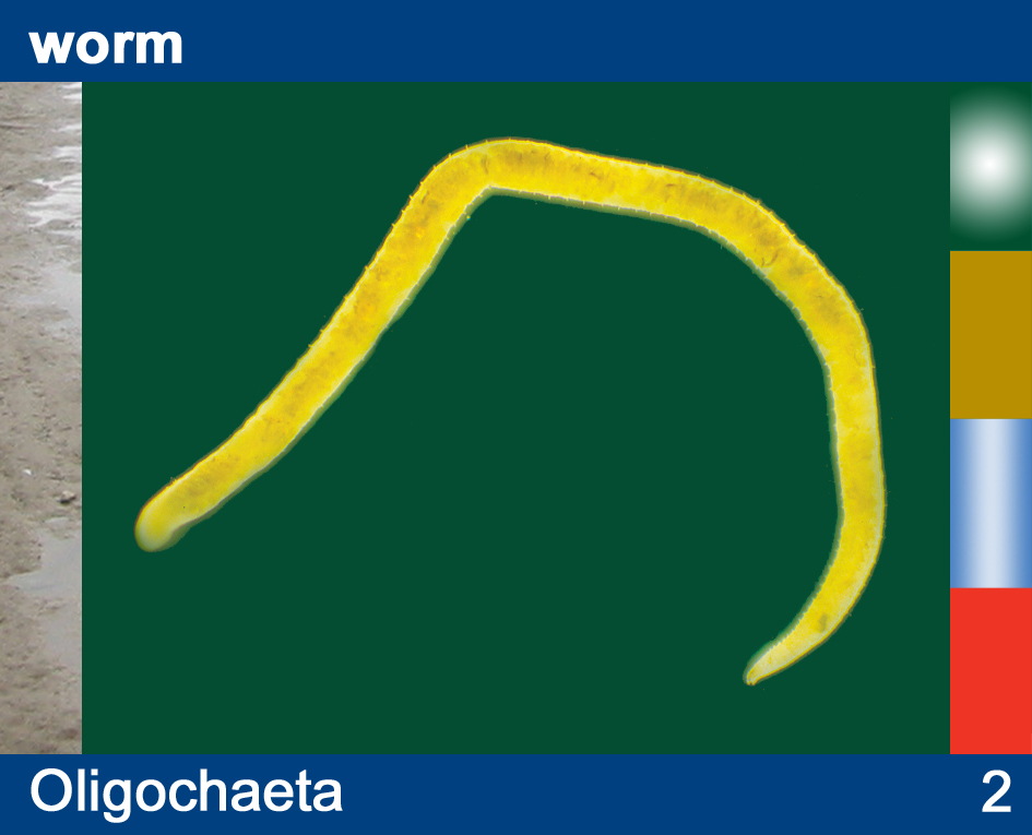 labeled earthworm diagram. labeled earthworm-cross