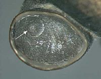 Hydrobiidae