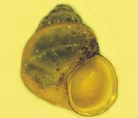 Bithyniidae