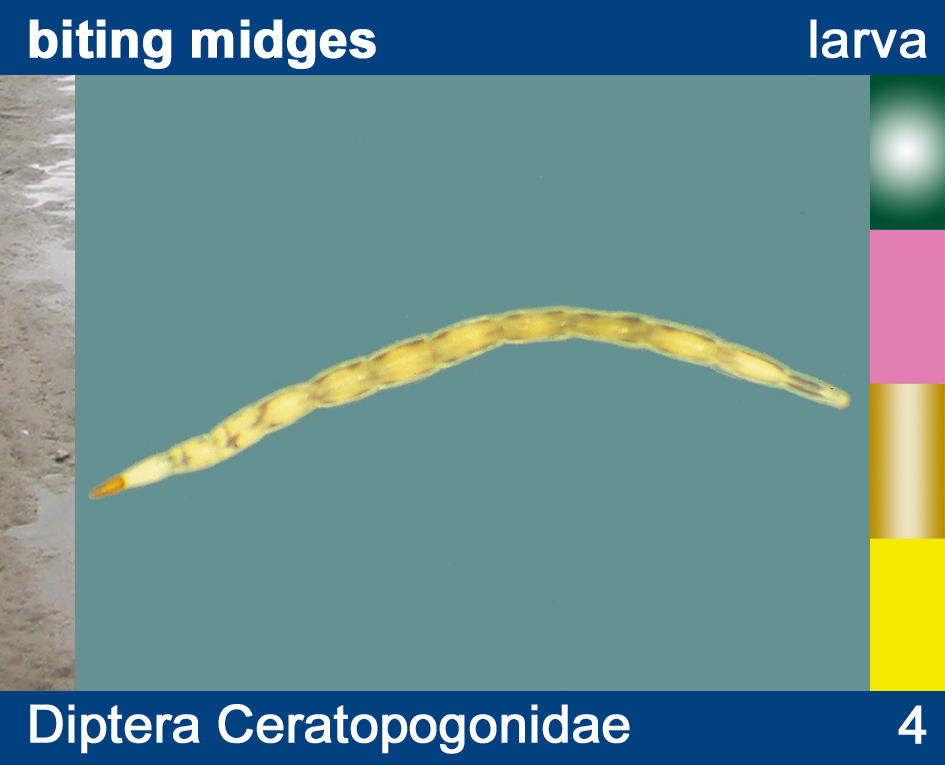 ceratopogonidae