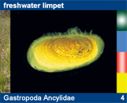 Gastropoda Ancylidae