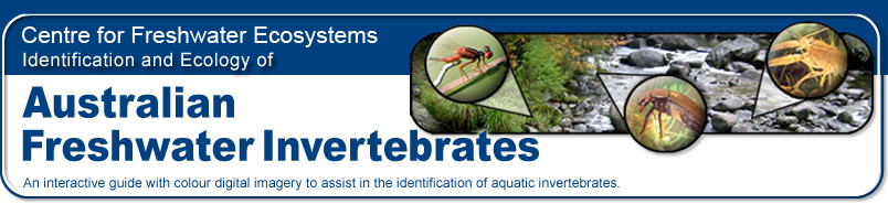 Identification and Ecology of Australian Freshwater Invertebrates
