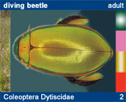Coleoptera Dytiscidae