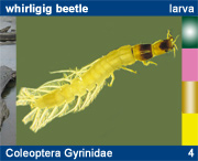 Coleoptera Gyrinidae