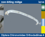 Diptera Chironomidae Orthocladiinae