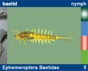 Ephemeroptera Baetidae