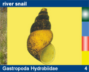 Gastropoda Hydrobiidae