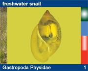 Gastropoda Physidae