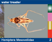 Hemiptera Mesoveliidae