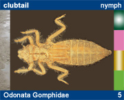 Odonata Gomphidae