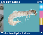 Trichoptera Hydrobiosidae