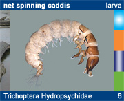 Trichoptera Hydropsychidae