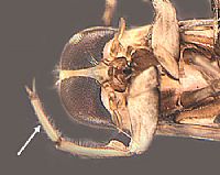 Notonectidae