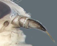 Notonectidae