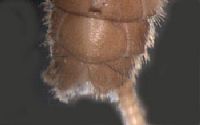 Notonemouridae