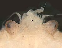 Hymenosomatidae