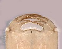 Austrogomphus amphiclytus