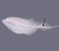Ulmerophlebia