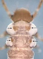 Glossosomatidae