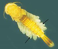Ameltopsidae