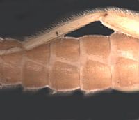 Notonemouridae