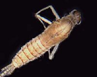 Baetidae