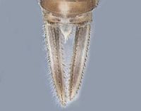 Chlorocyphidae (East Timor)