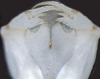 Synlestidae