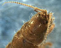 Phreatoicidae