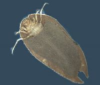 Calamoceratidae