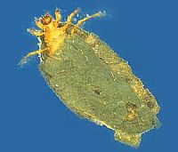 Calamoceratidae