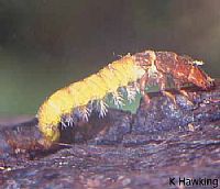 Hydropsychidae