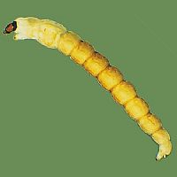 Insecta - larva