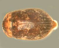 Psephenidae
