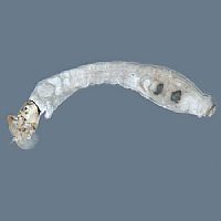Insecta - larva