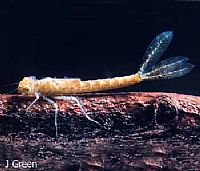 Xanthagrion 