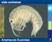Amphipoda Eusiridae