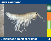 Amphipoda Neoniphargidae