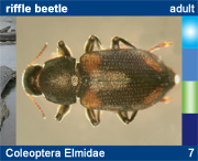 Coleoptera Elmidae