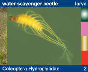 Coleoptera Hydrophilidae