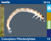 Coleoptera Ptilodactylidae