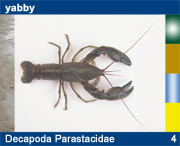 Decapoda Parastacidae
