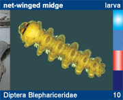 Diptera Blephariceridae