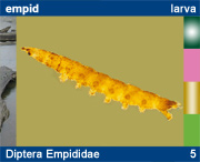 Diptera Empididae