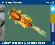 Ephemeroptera Coloburiscidae