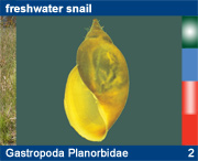 Gastropoda Planorbidae