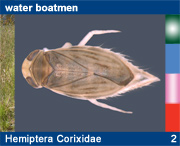 Hemiptera Corixidae