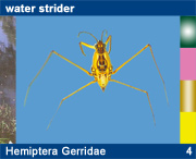 Hemiptera Gerridae