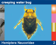 Hemiptera Naucoridae