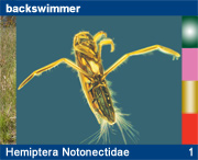 Hemiptera Notonectidae